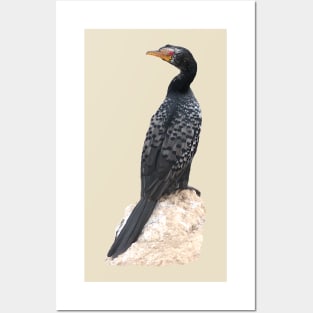 Reed Cormorant - Bird - Africa - Ornithology Posters and Art